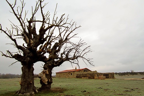 castrilloreina
