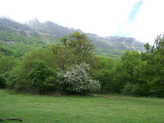 cuera